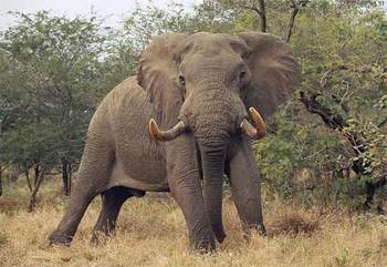 african-elephant-standing.jpg